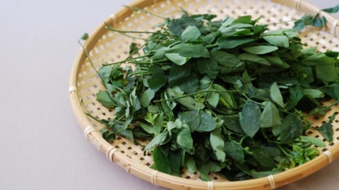 Daun katuk bisa membuat ASI melimpah Foto: Shutterstock