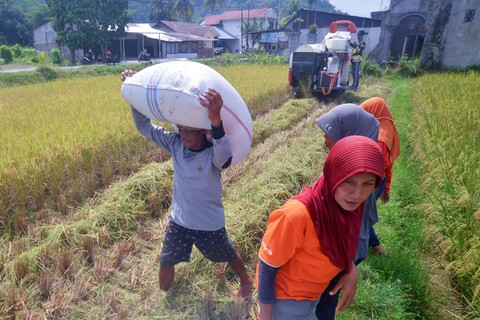 Petani mengangkut gabah seusai panen dengan mesin panen padi di areal pesawahan Sungai Lareh, Padang, Sumatera Barat. Foto: Iggoy el Fitra/ANTARA FOTO