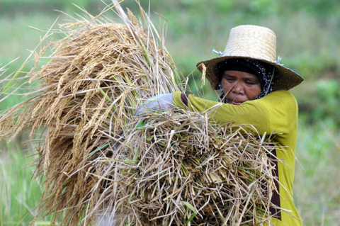 Pekerja mengusung alat pemisah gabah di Desa Teja Timur, Pamekasan, Jawa Timur, Selasa (25/5/2021). Foto: Saiful Bahri/ANTARA FOTO
