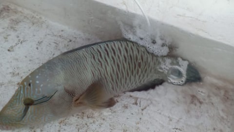 Ikan langka jenis napoleon. Foto: KKP/HO ANTARA