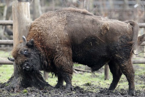 Foto: Melihat Taman Konservasi Bison Liar Eropa di Inggris (5)