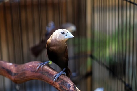 Berikut 9 Jenis Burung Finch Atau Pipit Yang Paling Digemari Di Indonesia Kumparan Com