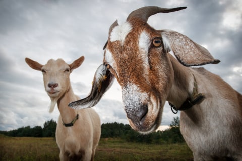 Ilustrasi kambing. Foto: Shutterstock