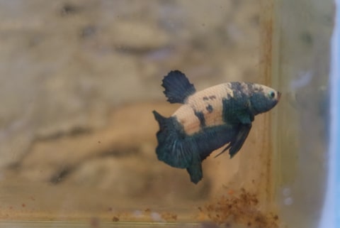 Jenis Ikan Cupang Koi Avatar