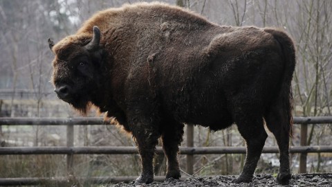 Foto: Melihat Taman Konservasi Bison Liar Eropa di Inggris (2)