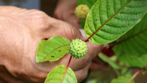 Daun Kratom. Foto: AFP/LOUIS ANDERSON