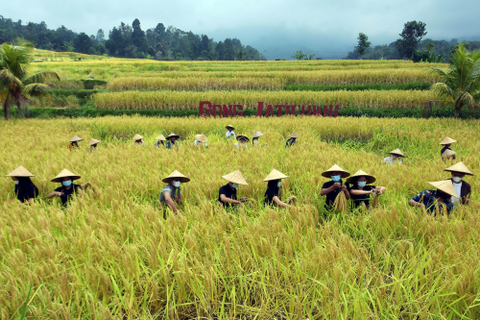 Petani bersama Duta Hijau Bali memanen padi merah saat panen raya di persawahan Jatiluwih, Tabanan, Bali, Kamis (3/6/2021). Foto: Nyoman Hendra Wibowo/Antara Foto