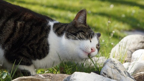 Mengapa Kucing Makan Rumput Dan Kemudian Memuntahkannya Kembali Kumparan Com