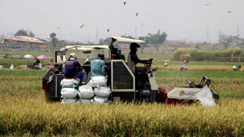 Petani memanen padi menggunakan mesin pemanenan di persawahan kawasan Porong, Sidoarjo, Jawa Timur, Kamis (17/10/2019) Foto: ANTARA FOTO/Umarul Faruq