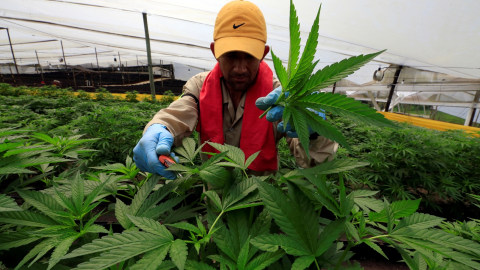 Ganja untuk medis di Kolombia. Foto: Jaime Saldarriaga/REUTERS