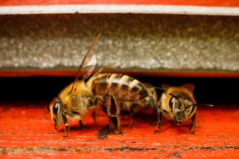 Lebah yang berada di "Hotel lebah dengan bintang lima" di Garesnica, Kroasia. Foto: Antonio Bronic/REUTERS