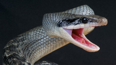 Ilustrasi ular tikus. Foto: Shutter Stock