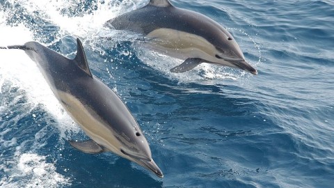 Ilustrasi Lumba-lumba Foto: NOAA NMFS/ Wikimedia Commons