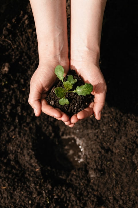 Ilustrasi menanam tumbuhan. Foto: Shutterstock