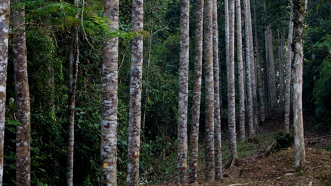 Ilustrasi hutan dan penanaman pohon. Foto: KLHK