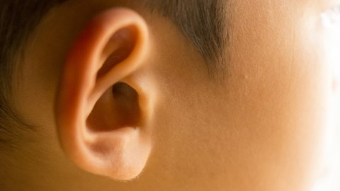 Ilustrasi telinga anak Foto: Shutterstock