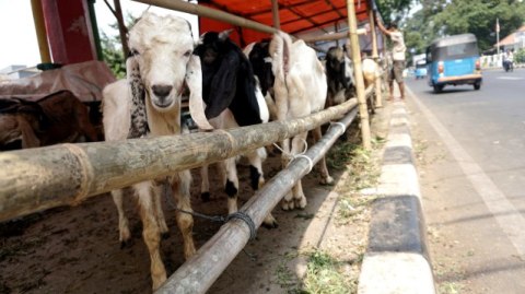 Siapa Saja Yang Berhak Menerima Daging Hewan Qurban Kumparan Com Siapa Saja Yang Berhak Menerima Daging Hewan Qurban Kumparan Com