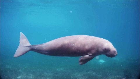 Mawar, dugong menggemaskan di Pantai Mali, Alor. Foto: Kementerian Pariwisata