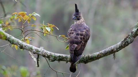 Nusantara Endemics/Shutterstock