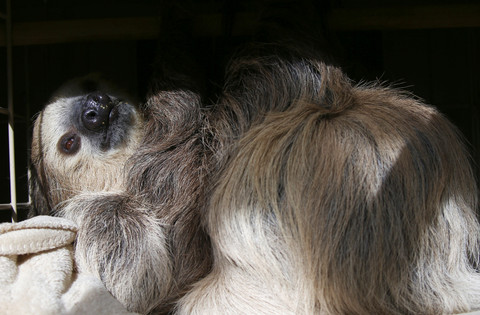 Seekor kungkang di dalam habitatnya di Kebun Binatang Phoenix, Senin, 27 April 2020, di Phoenix. Foto: AP Photo/Ross D. Franklin