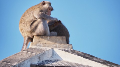 Ilustrasi monyet masuk permukiman. Foto: Shutter Stock