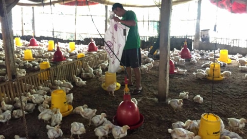 Mendag soal Harga Daging Ayam Turun: Peternak Bisa Bangkrut!