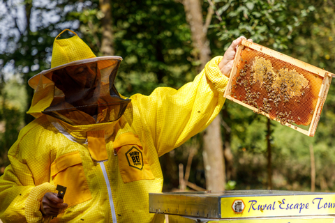 Peternak lebah dan pemilik Domagoj Balja memeriksa madu dari sarangnya di "Hotel lebah dengan bintang lima" di Garesnica, Kroasia. Foto: Antonio Bronic/REUTERS