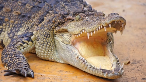 Ilustrasi Buaya. Foto: Shutter Stock 