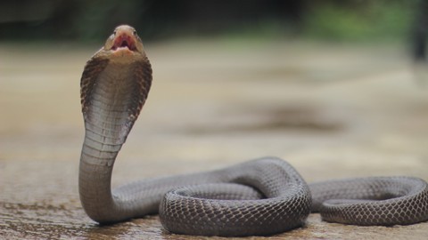 Ilustrasi kobra jawa. Foto: Shutter Stock