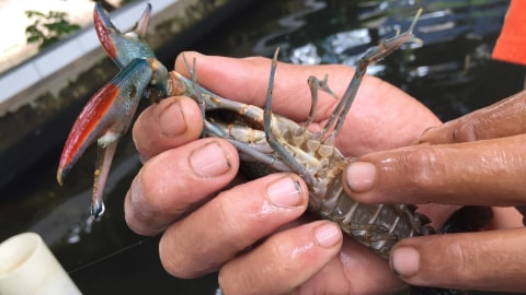 Keuntungan Bisnis Lobster Air Tawar Yang Bikin Ngiler Kumparan Com Keuntungan Bisnis Lobster Air Tawar Yang Bikin Ngiler Kumparan Com