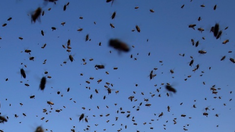 Peternak Lebah Madu Palestina Foto: Reuters/Suhaib Salem