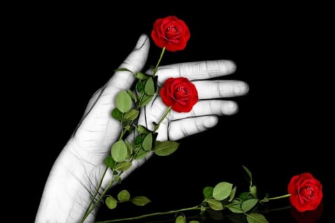 Inilah Gambar Bunga Mawar Menusuk Tangan Jaman Now - Informasi Seputar