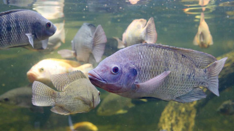 200 Ton Ikan Nila dan Mas di Agam, Sumbar, Mendadak Mati Akibat Cuaca Ekstrem (1)