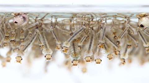 Jentik nyamuk di dalam air. Foto: Shutterstock