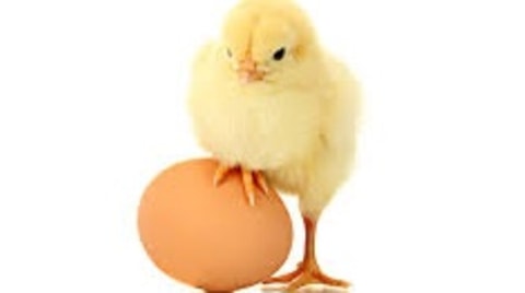 Ayam sama telur duluan mana