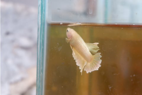 Tips Bisnis Ikan Cupang Dengan Modal Minim Ala Fathur Rahman Kumparan Com