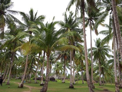 Deretan Pohon Kelapa di Pantai Batu Kasah, Natuna Foto: Andari Novianti/kumparan