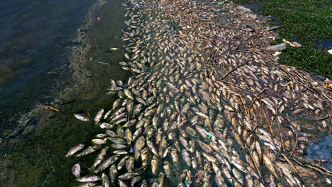 Foto: Berton-ton Ikan Mati di Danau Lebanon yang Tercemar (1)