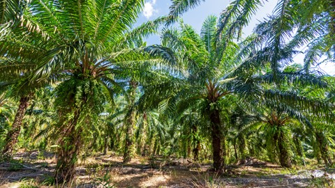 Ilustrasi lahan kelapa sawit. Foto: Nora Carol Photography/Getty Images