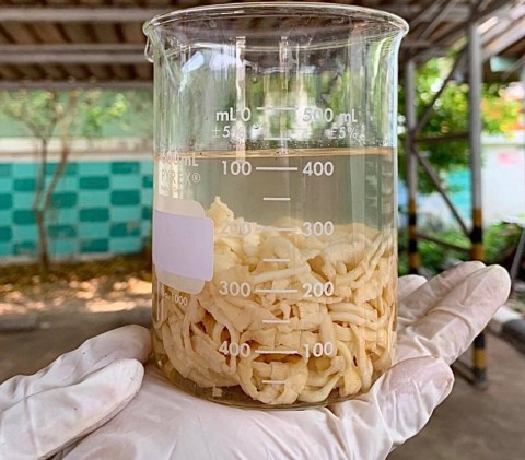Cacing pita berukuran 18 meter Foto: Facebook Parasitic Disease Research Center