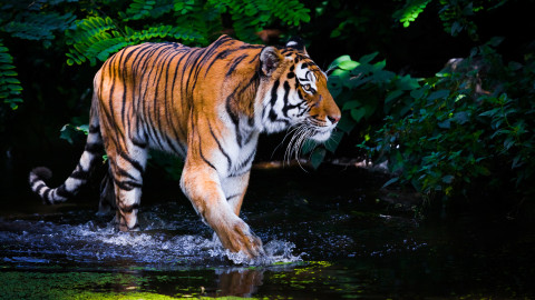 Ilustrasi Harimau. Foto: Shutterstock