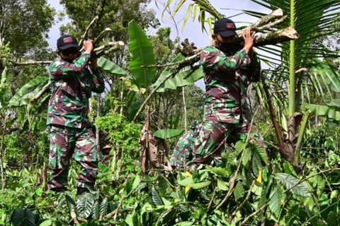 Prajurit TNI membersihkan kebun kopi milik Perhutani di Desa Sumber Mujur, Candipuro, Lumajang, Jawa Timur, Sabtu (18/12).  Foto: Budi Candra Setya/ANTARA FOTO