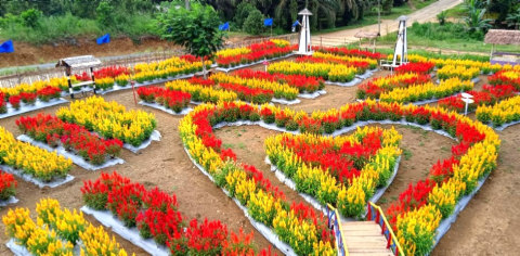 Celosia Muna Garden Objek Wisata Baru Di Jambi Kumparan Com