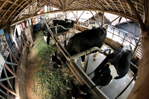 Peternakan sapi perah lokal Indonesia Foto: Dok. Frisian Flag Indonesia