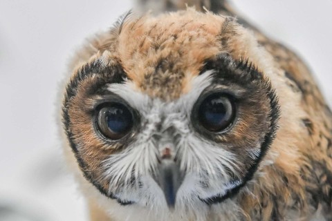 Seekor burung hantu bergaris (pseudoscops clamator) difoto setelah pemeriksaan tomografi di klinik dokter hewan CES di Envigado, Kolombia, pada 21 Januari 2022. Foto: Joaquin Sarmiento/AFP
