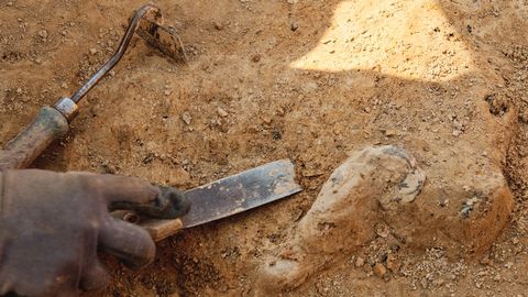 Ilustrasi arkeolog menggali  Foto: Shutter Stock