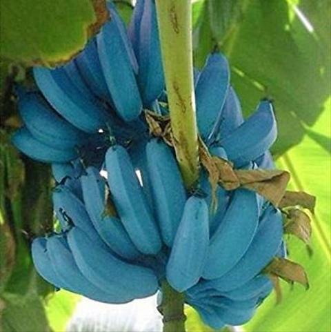 Pisang Ini Berwarna Biru Tosca, Seperti Apa Rasanya?