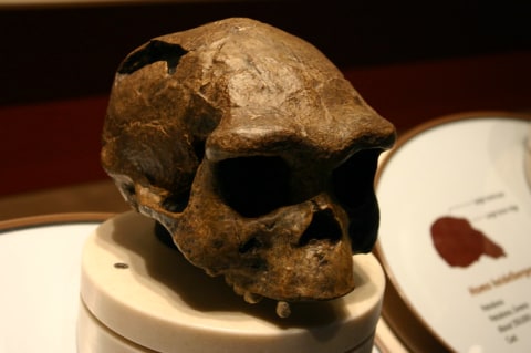 Tengkorak Homo erectus di Smithsonian Natural History Museum. Foto: Flickr