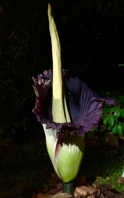 Bunga Bangkai Raksasa Sangat Langka Mekar Di Bekasi Kumparan Com