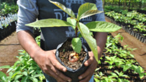 Petani menunjukkan bibit tanaman buah alpukat di kawasan Kampung Alpukat, Pabuaran, Mulyaharja, Kota Bogor, Jawa Barat, Kamis (27/6/2019). Foto: ANTARA FOTO/Arif Firmansyah